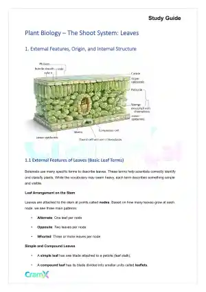 Plant Biology - The Shoot System Leaves