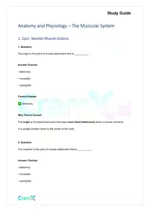 Anatomy and Physiology - The Muscular System