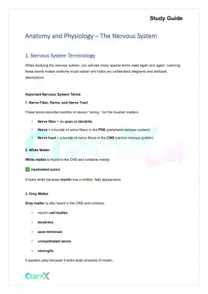 Anatomy and Physiology - The Nervous System