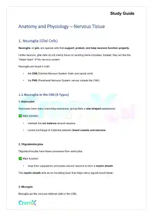 Anatomy and Physiology - Nervous Tissue