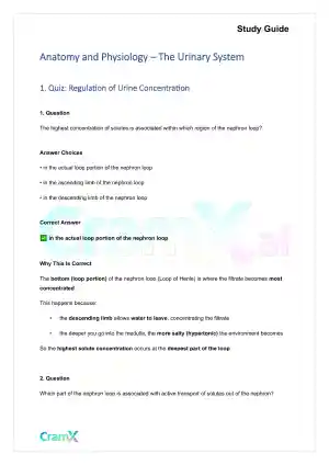 Anatomy and Physiology - The Urinary System