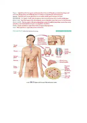 Endocrine System