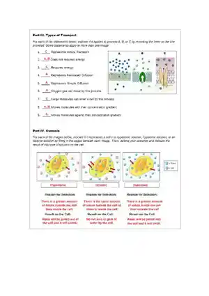Cell Membrane Transport Worksheet KEY Exemplar
