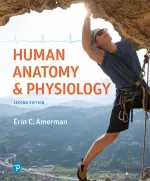 Human Anatomy And Physiology by Erin E. Mazur, Nancy A. Litch - Image 1