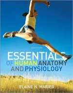 Essentials Of Human Anatomy And Physiology by Elaine N. Marieb, Suzanne M. Keller - Image 1