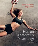 Human Anatomy And Physiology by Elaine N. Marieb, Katja N. Hoehn - Image 1