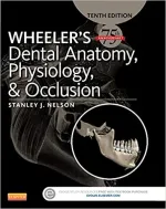 Wheeler's Dental Anatomy, Physiology And Occlusion: Expert Consult by Stanley J. Nelson - Image 1