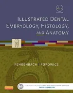 Illustrated Dental Embryology, Histology, And Anatomy by Margaret J. Fehrenbach RDH MS, Tracy Popowics PhD - Image 1