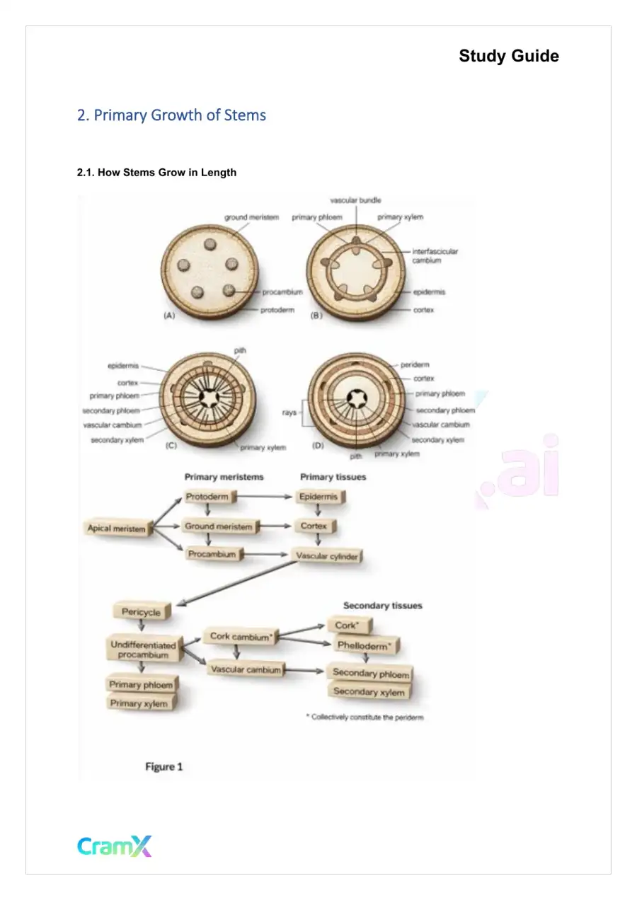 Plant Biology - The Shoot System Stems, page 3