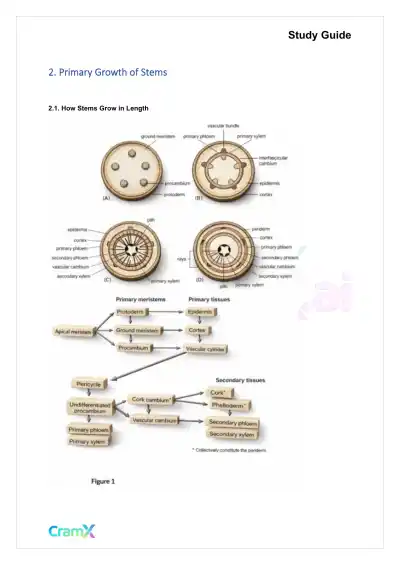 Plant Biology - The Shoot System Stems - Page 3 preview image
