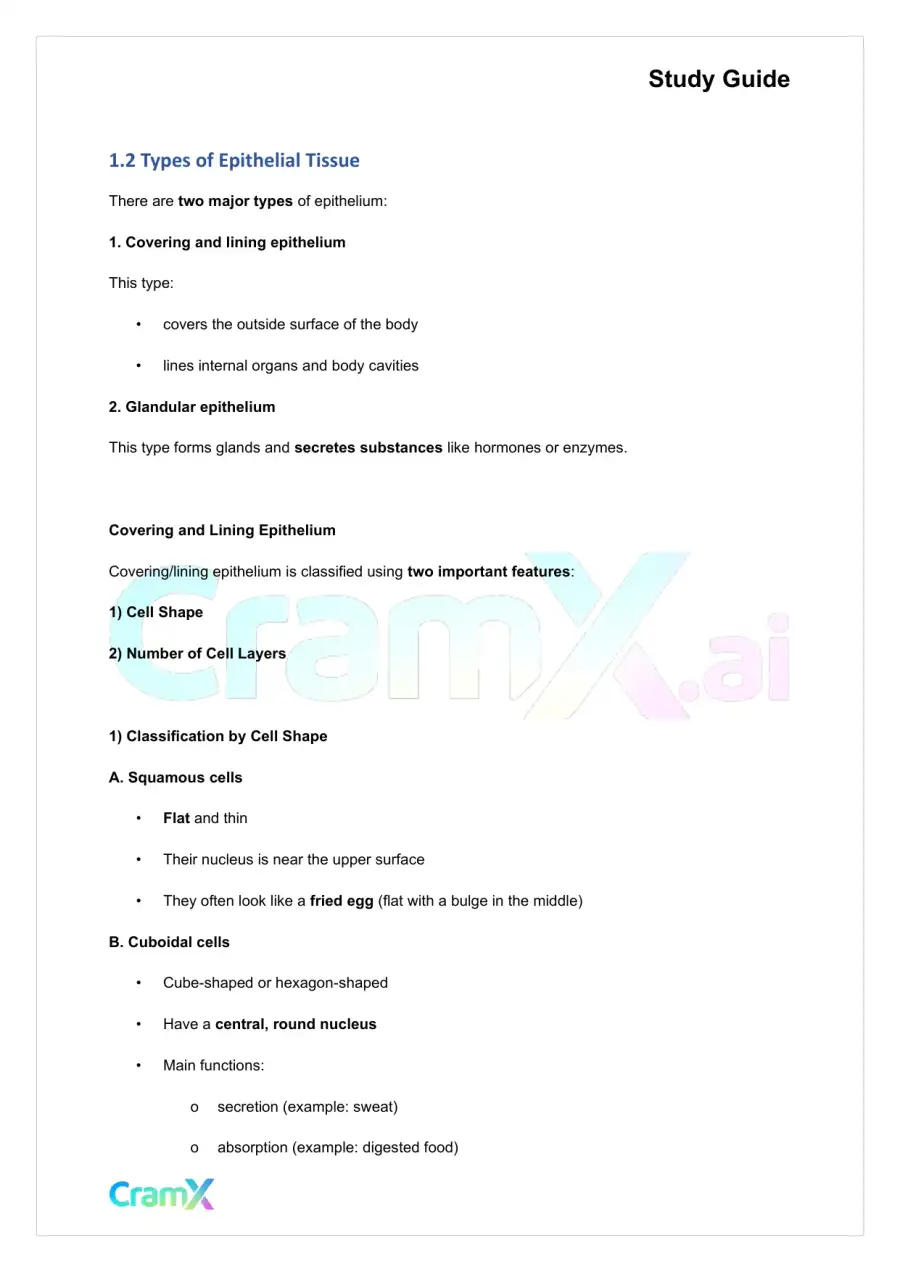 Anatomy and Physiology - Tissues, page 2