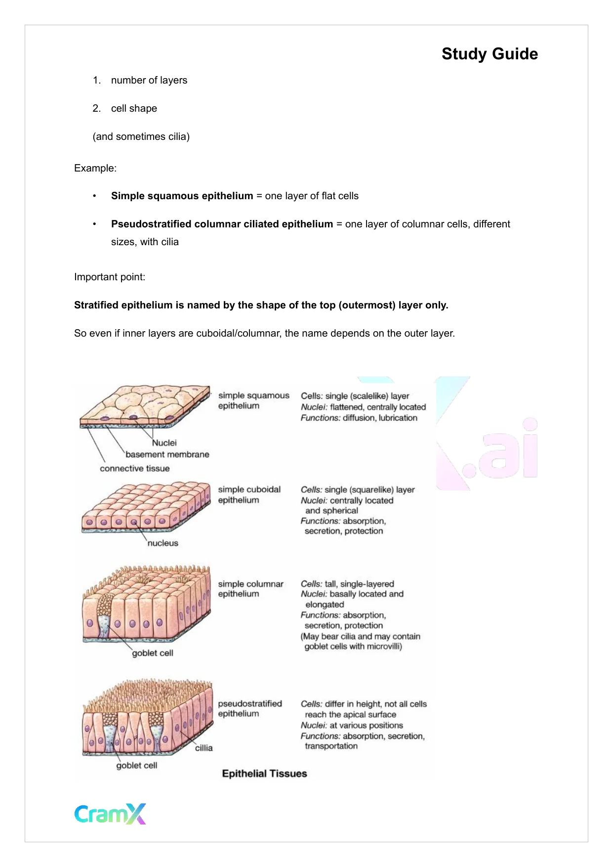 Anatomy and Physiology - Tissues - Page 4 preview image
