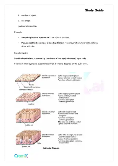 Anatomy and Physiology - Tissues - Page 4 preview image