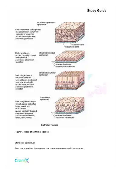 Anatomy and Physiology - Tissues - Page 5 preview image