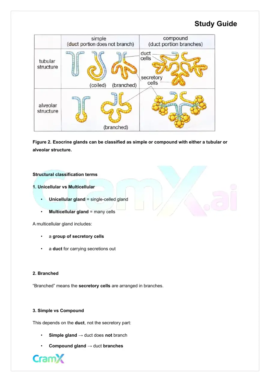 Anatomy and Physiology - Tissues, page 7