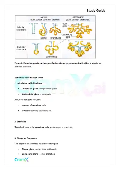 Anatomy and Physiology - Tissues - Page 7 preview image