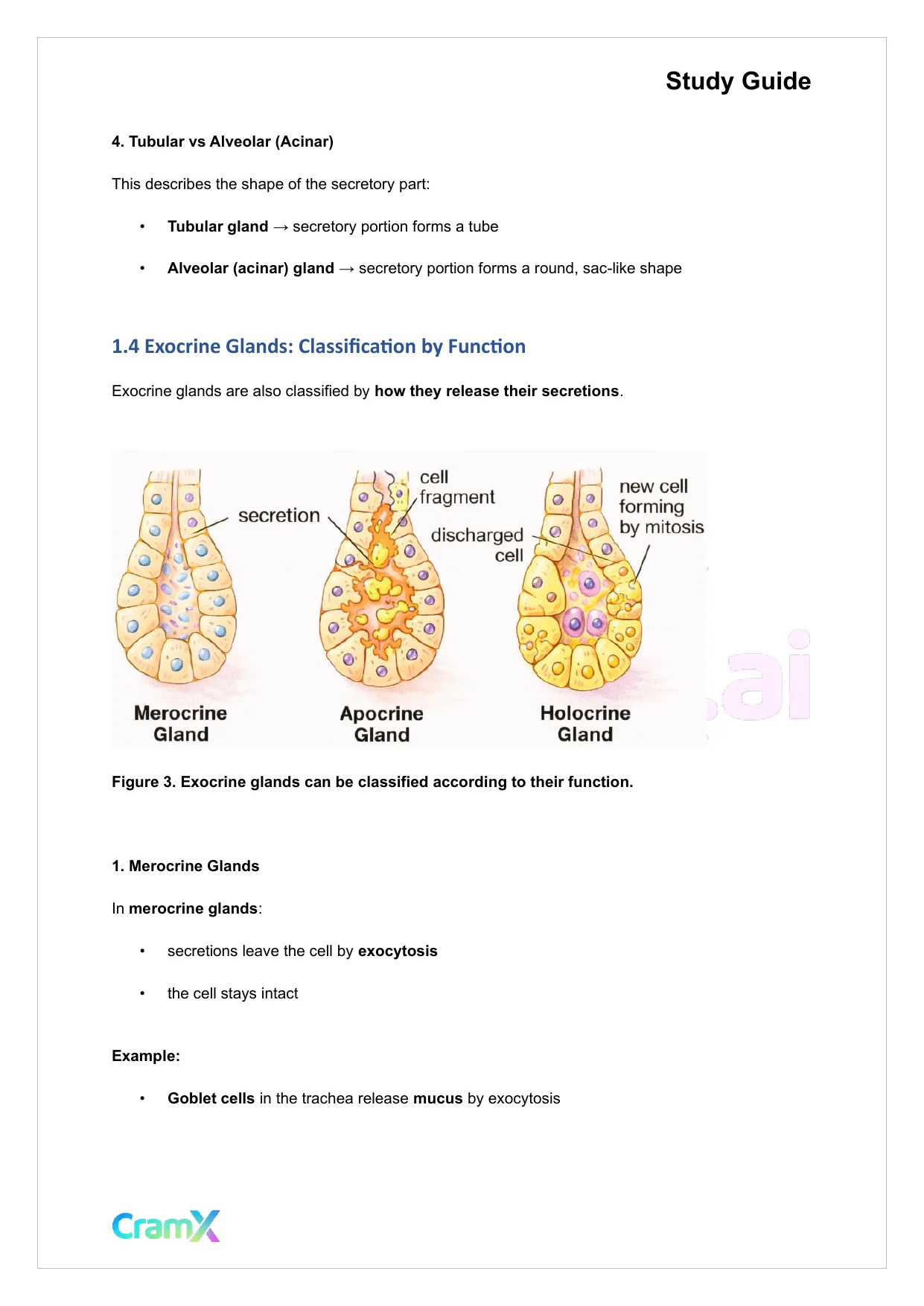 Anatomy and Physiology - Tissues - Page 8 preview image