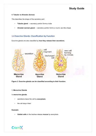 Anatomy and Physiology - Tissues - Page 8 preview image