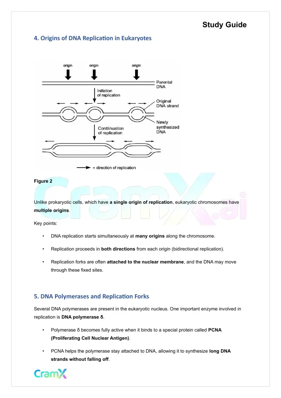 Biochemistry-II - Eukaryotic Genes, page 9