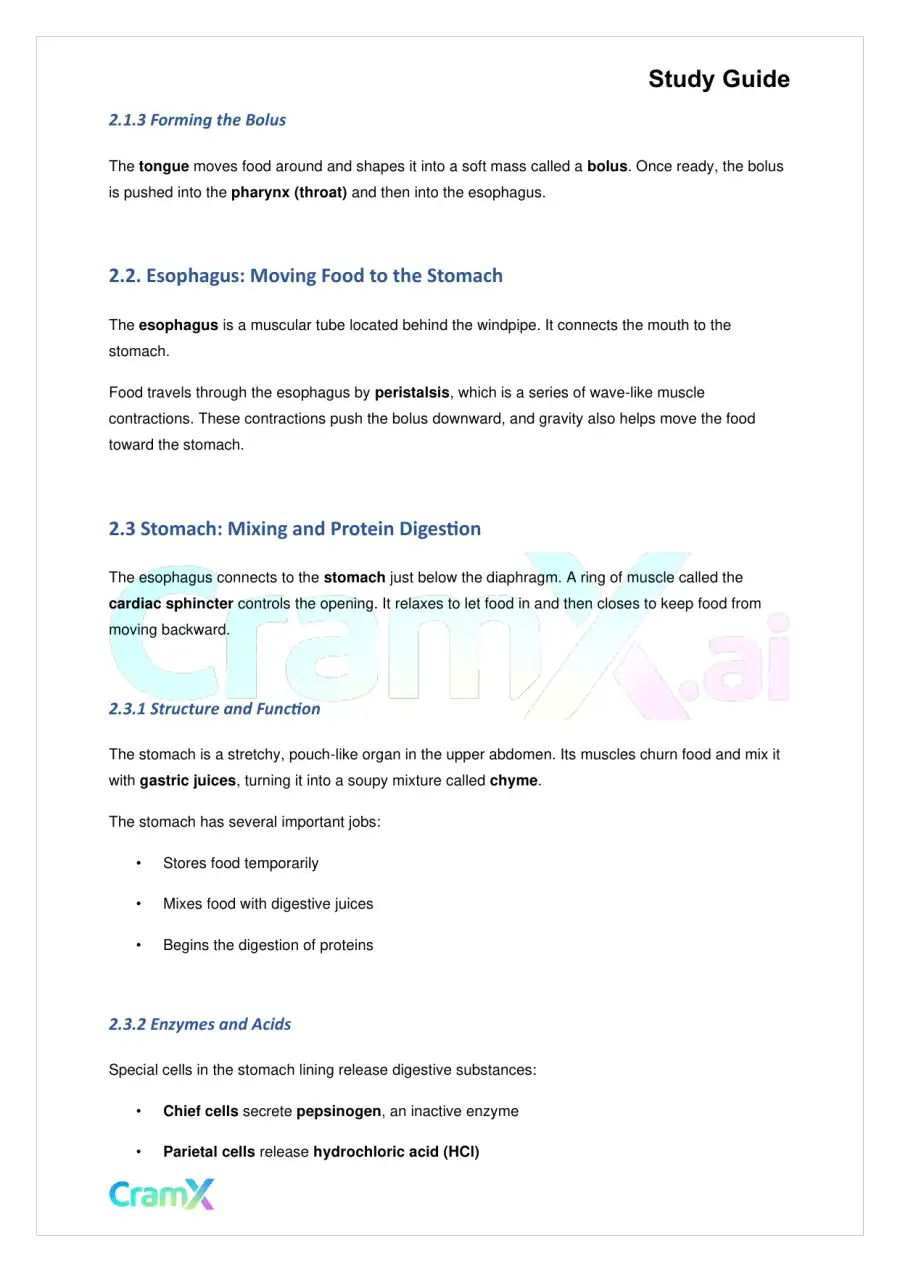 Biology - Nutrition and Digestion, page 3