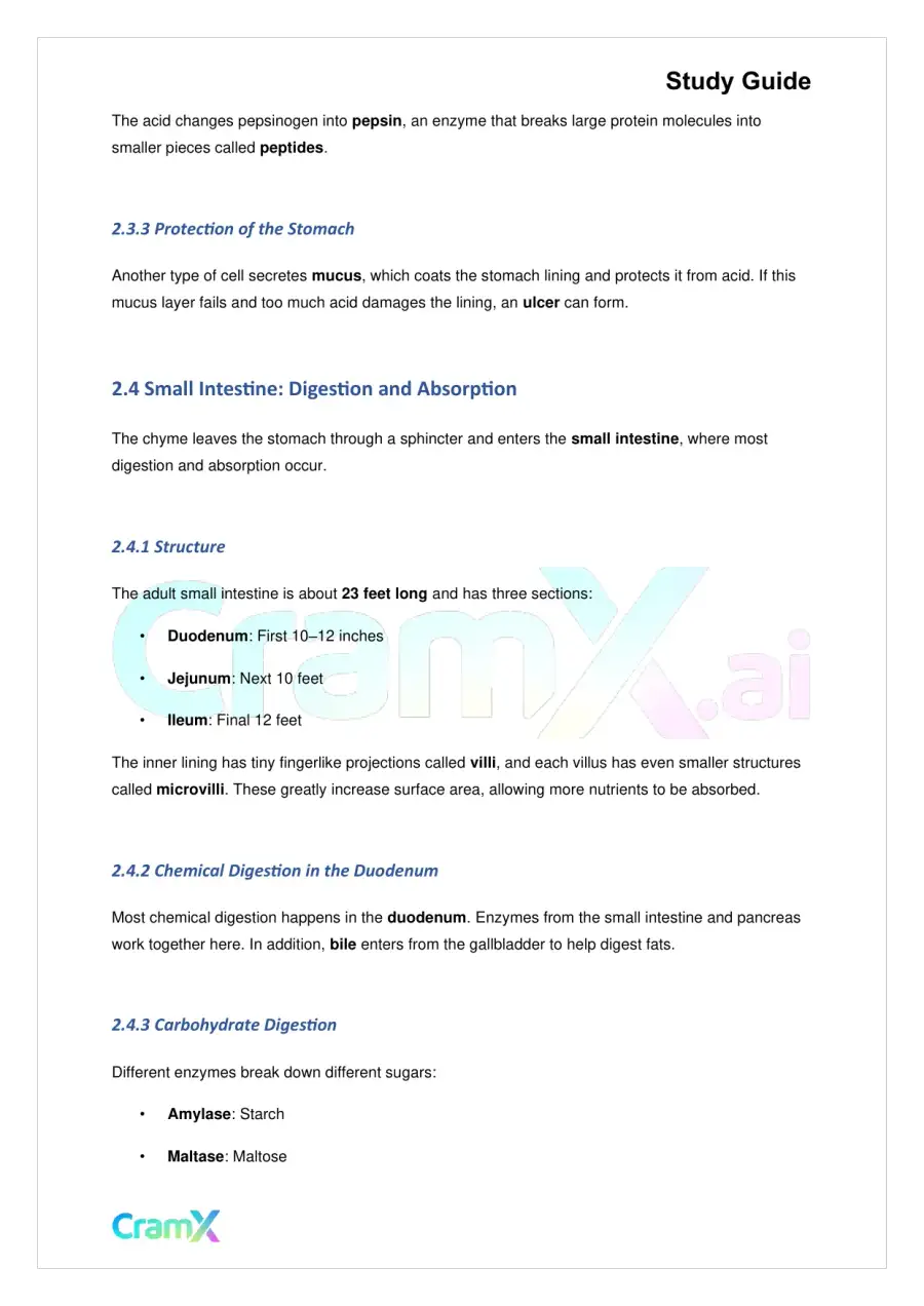 Biology - Nutrition and Digestion, page 4