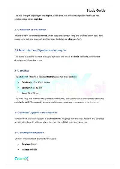Biology - Nutrition and Digestion - Page 4 preview image