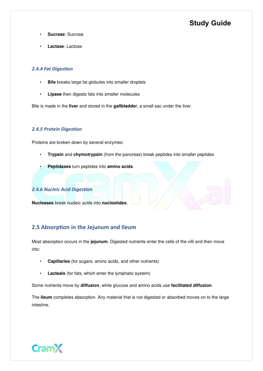 Biology - Nutrition and Digestion, page 5