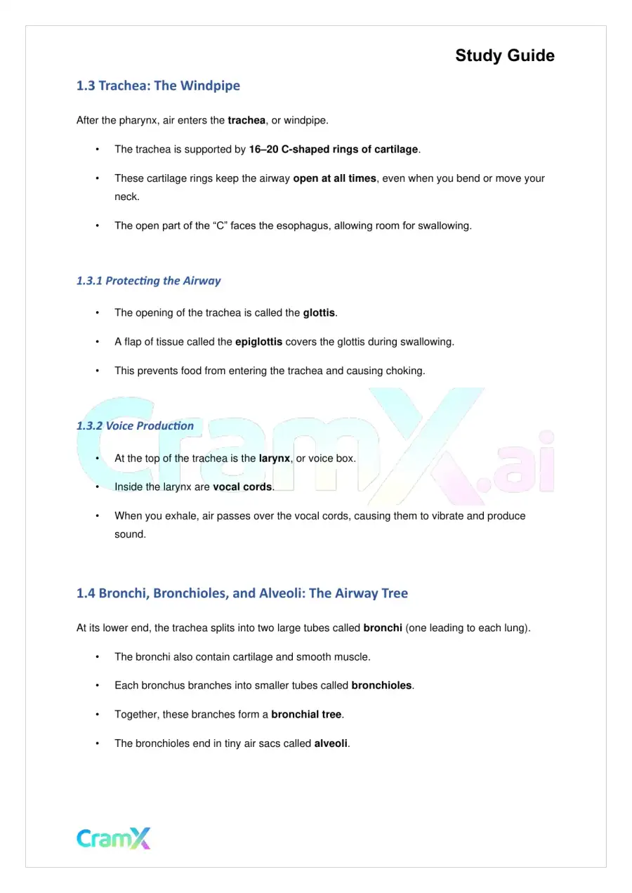 Biology - Gas Exchange, page 2