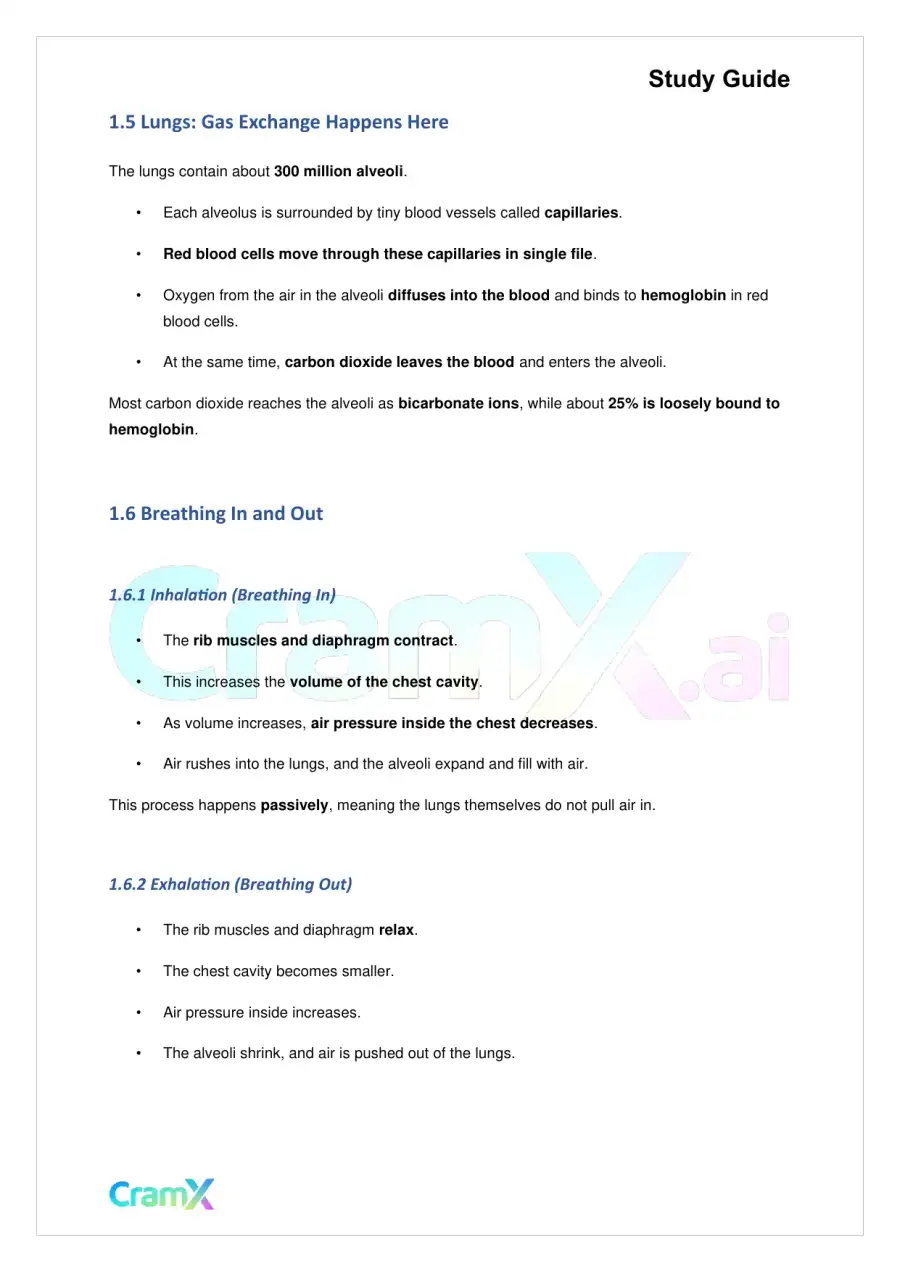 Biology - Gas Exchange, page 3