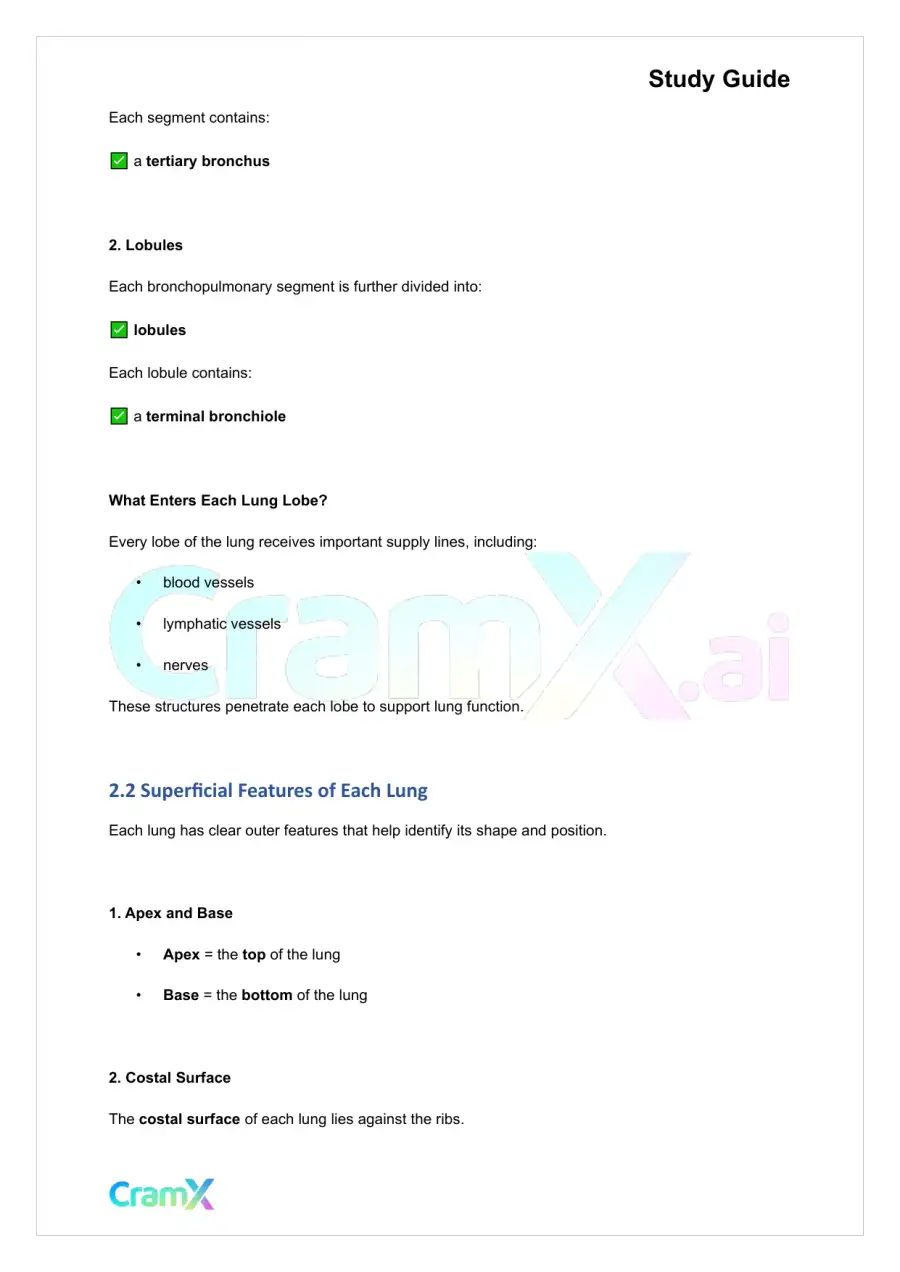 Anatomy and Physiology - The Respiratory System, page 4