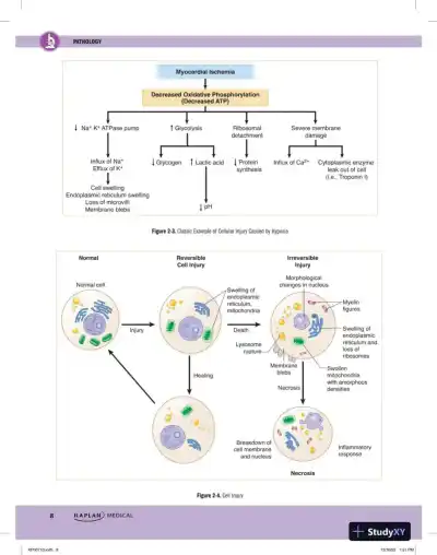 Preclinical Pathology Review 2023: For USMLE Step 1 and COMLEX-USA Level 1 (2023) - Page 16 preview image