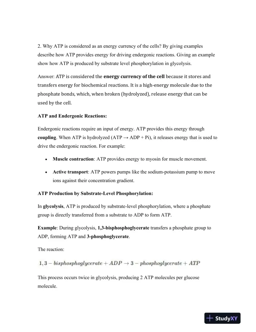 Biochemical Pathways: A Comparative Analysis of Energy Transfer in Photosynthesis and Cellular Respiration, page 3