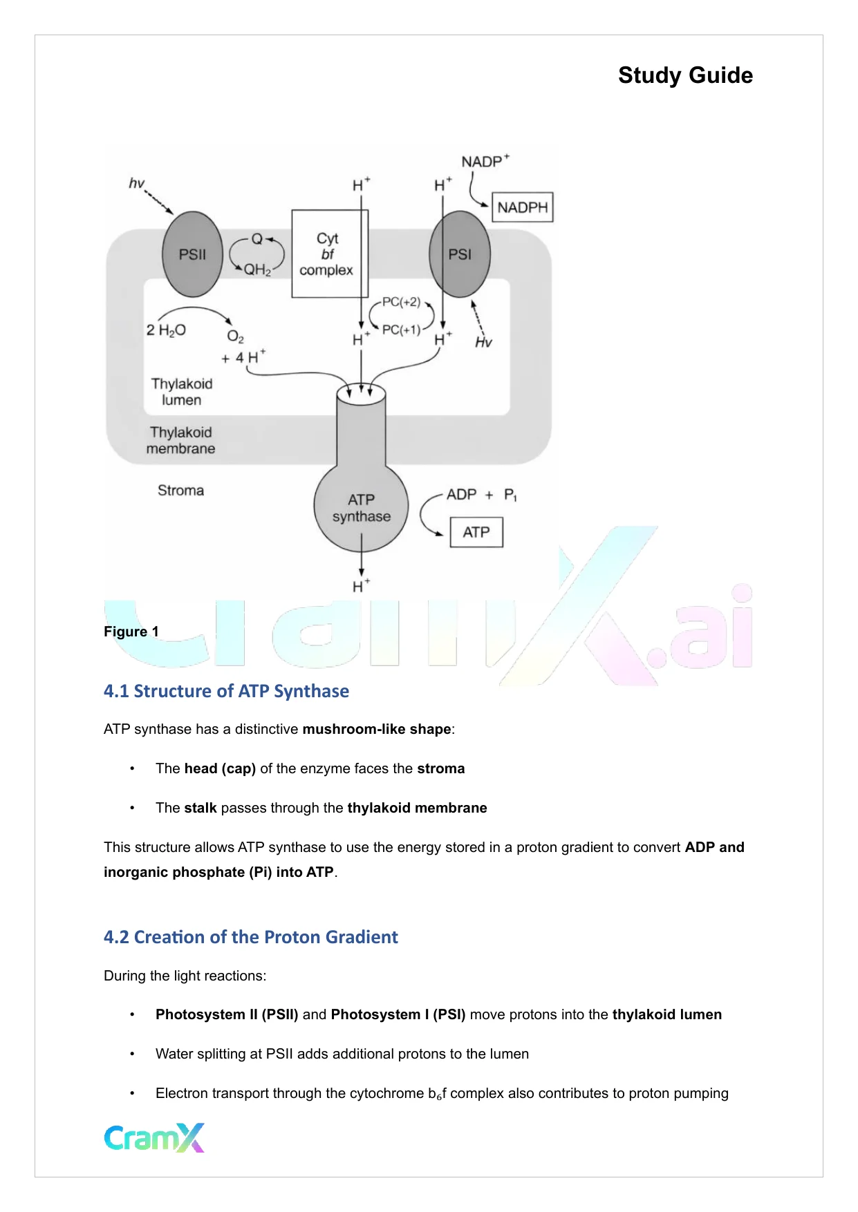 Biochemistry-II - Photosynthesis - Page 10 preview image
