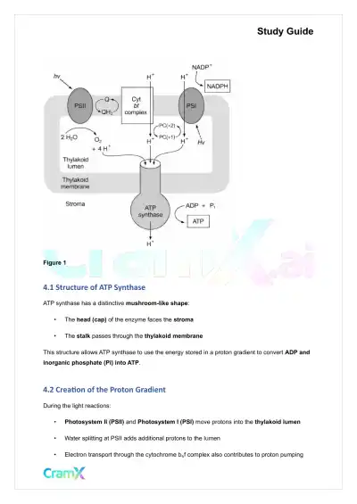 Biochemistry-II - Photosynthesis - Page 10 preview image