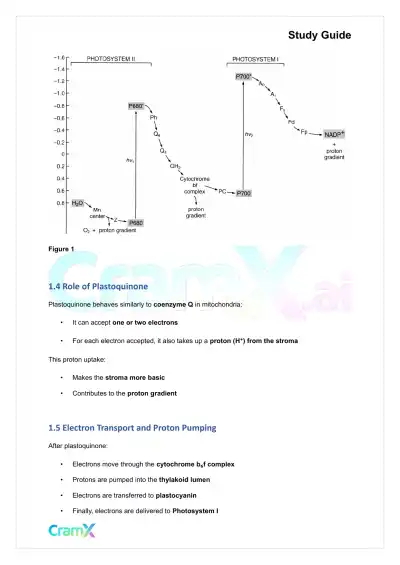 Biochemistry-II - Photosynthesis - Page 3 preview image