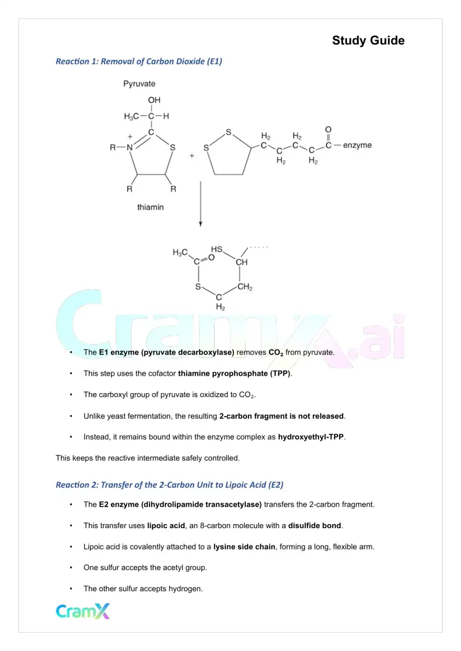 Biochemistry I - The Tricarboxylic Acid TCA Cycle, page 2