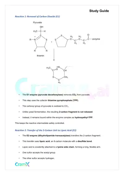 Biochemistry I - The Tricarboxylic Acid TCA Cycle - Page 2 preview image