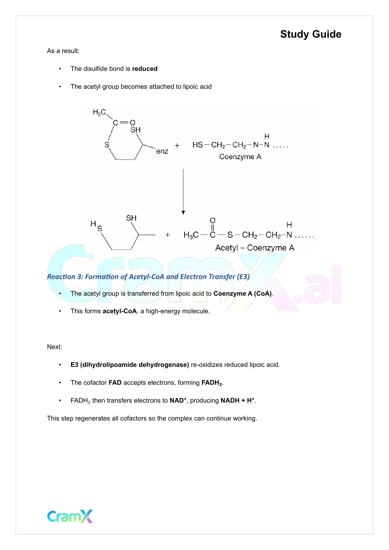 Biochemistry I - The Tricarboxylic Acid TCA Cycle - Page 3 preview image
