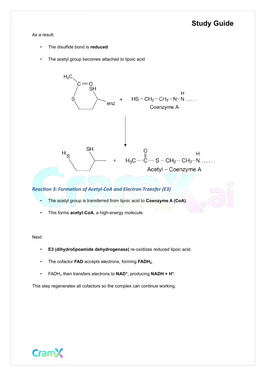 Biochemistry I - The Tricarboxylic Acid TCA Cycle, page 3