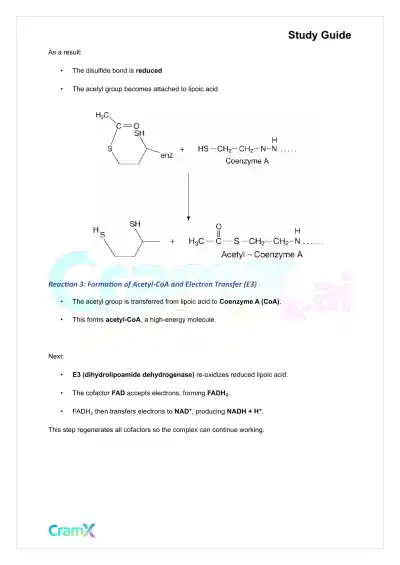 Biochemistry I - The Tricarboxylic Acid TCA Cycle - Page 3 preview image