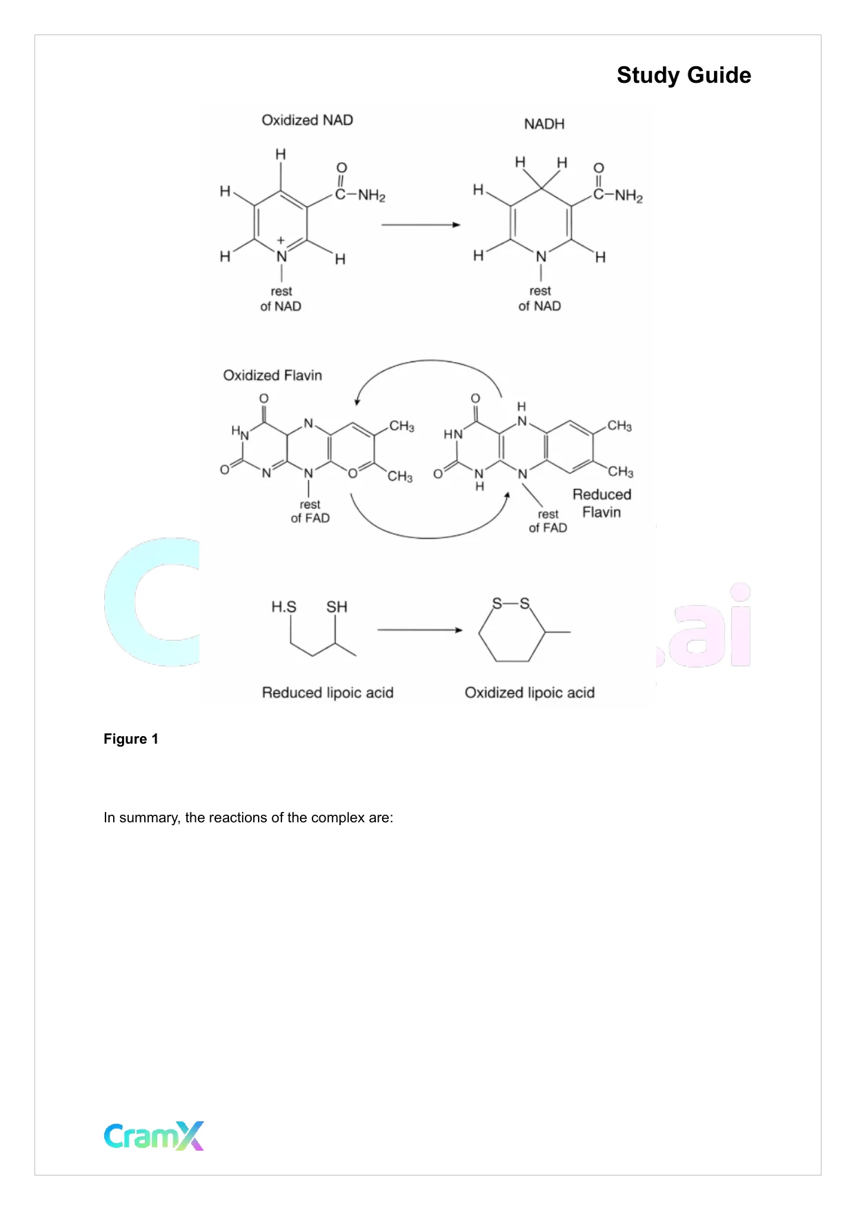 Biochemistry I - The Tricarboxylic Acid TCA Cycle - Page 4 preview image