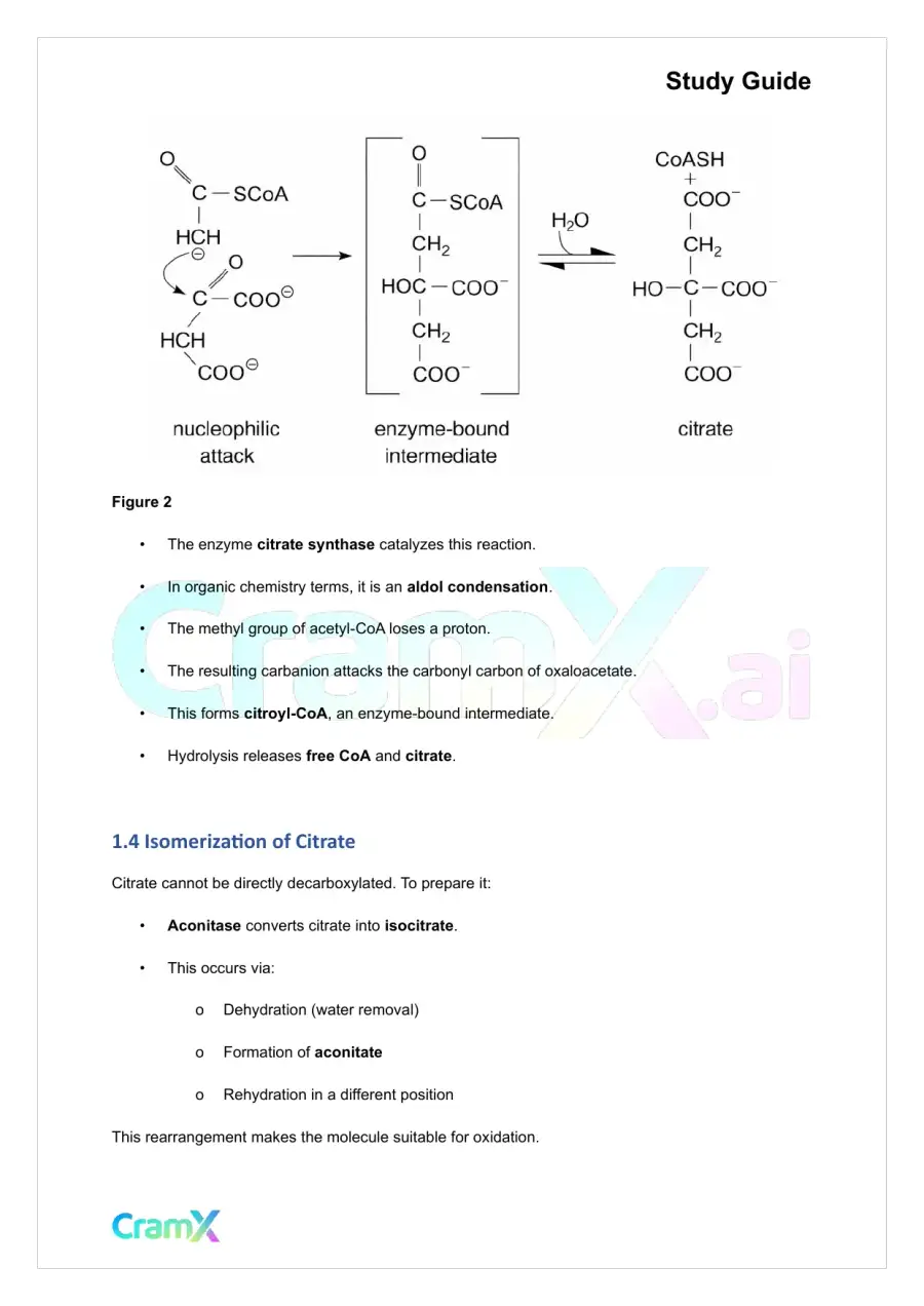 Biochemistry I - The Tricarboxylic Acid TCA Cycle, page 6