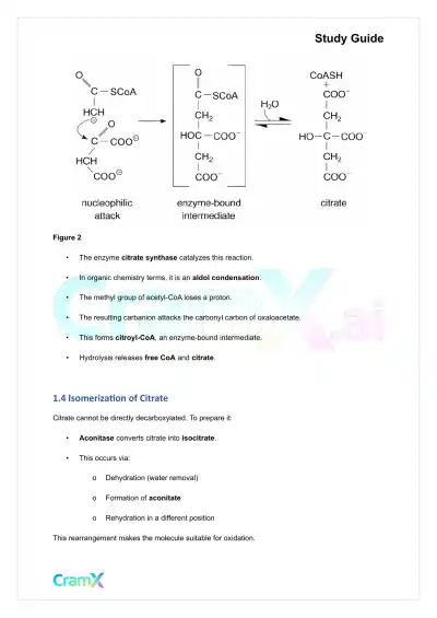 Biochemistry I - The Tricarboxylic Acid TCA Cycle - Page 6 preview image