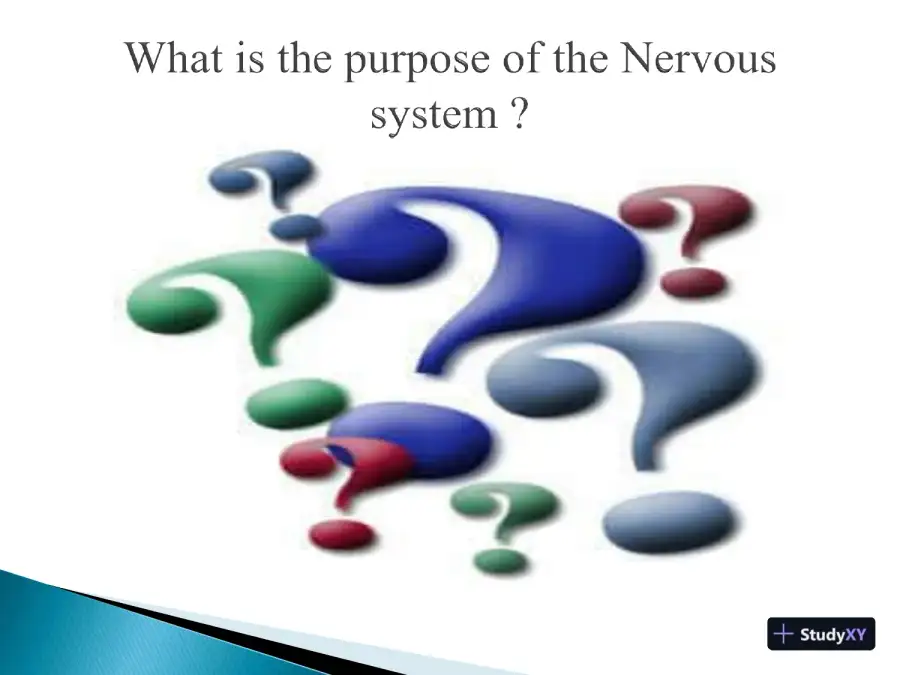 SCI 230 Week 5 Day 7 Assignment: The Nervous System - Axia College, page 3