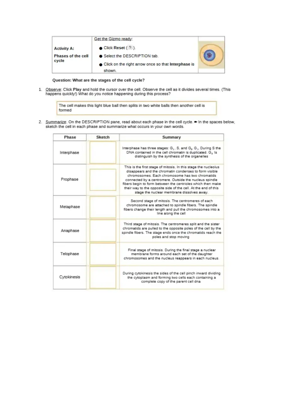 Cell Division Gizmo-Exploring the Stages and Signi, page 2