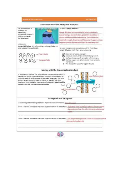 Melanie Barrera Amoeba Sisters Cell Transport - Page 1 preview image