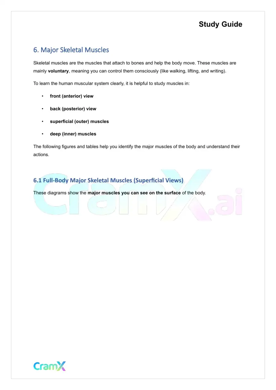 Anatomy and Physiology - The Muscular System, page 10