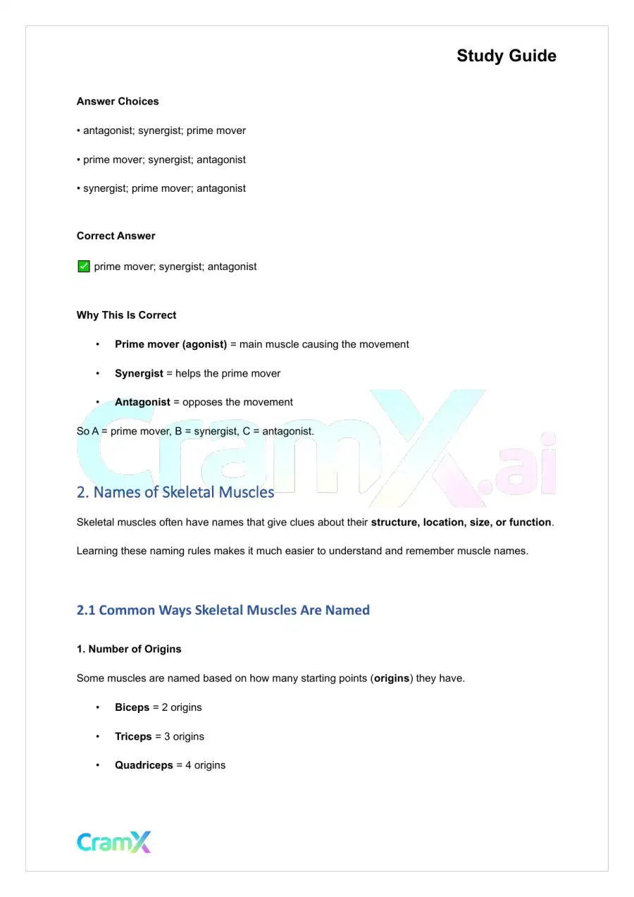 Anatomy and Physiology - The Muscular System, page 3