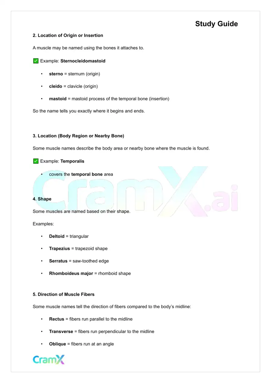 Anatomy and Physiology - The Muscular System, page 4