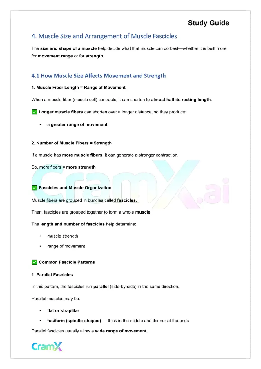 Anatomy and Physiology - The Muscular System, page 7